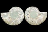 Sliced Ammonite Fossil - Agatized #125015-1